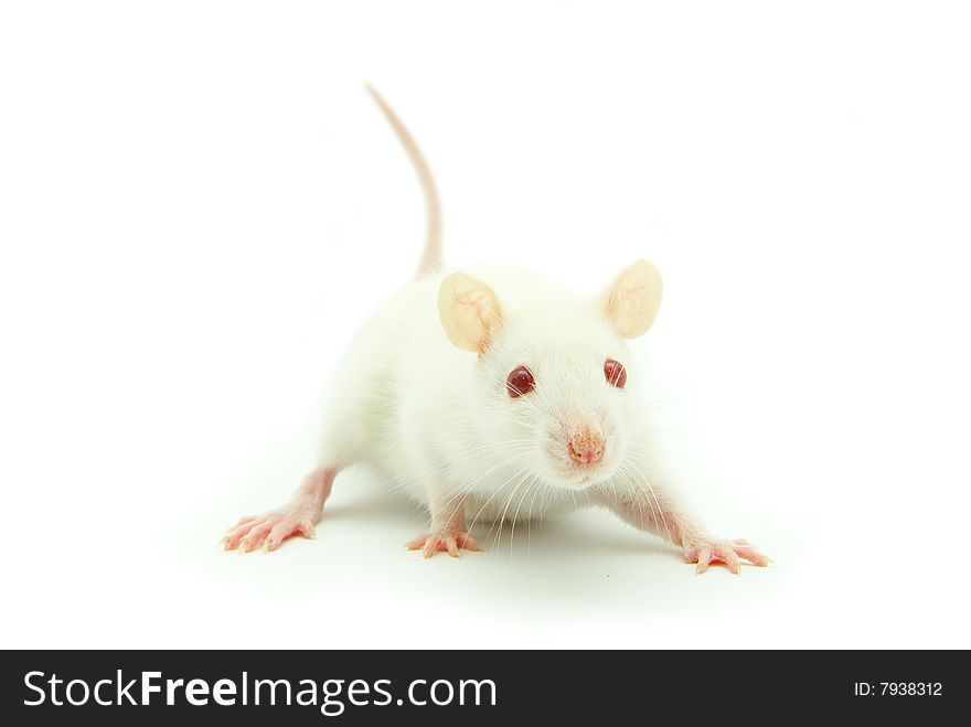 White mouse isolated on a white background. White mouse isolated on a white background