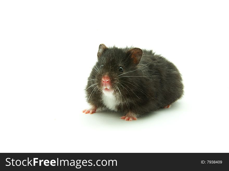 Little hamster on white background
