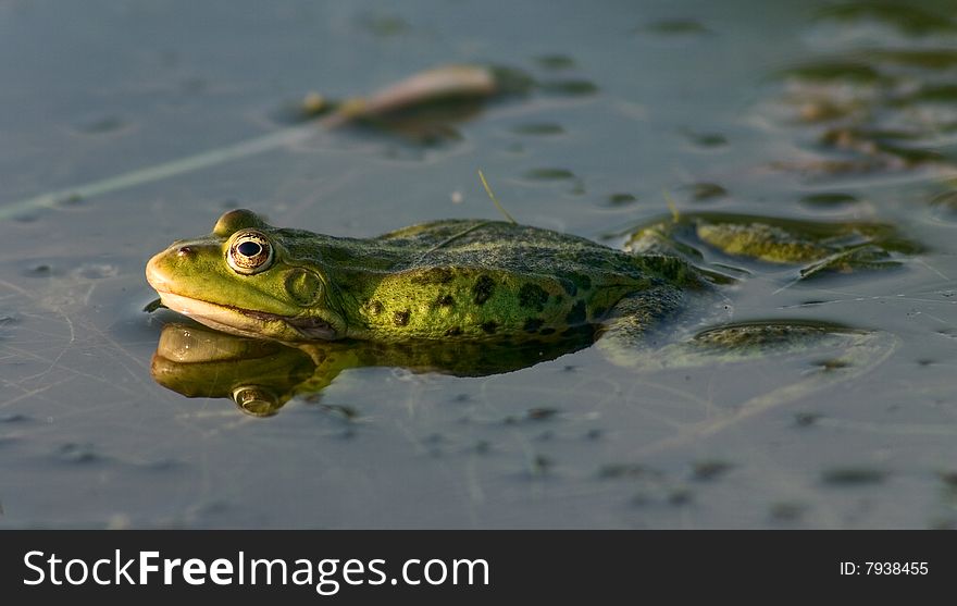 Green Frog In A Lake