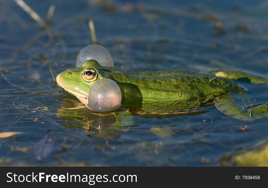 Croaking green frog in swamp. Croaking green frog in swamp
