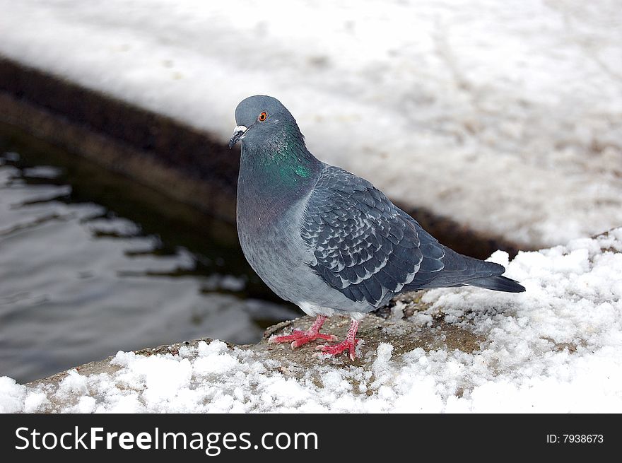 Pigeon stand on snow looking at us . Pigeon stand on snow looking at us