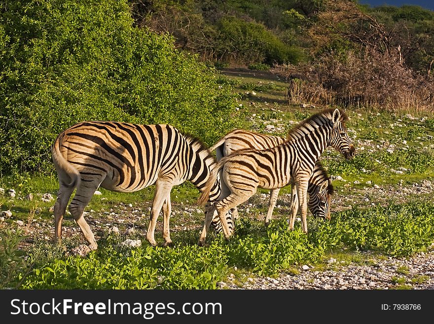 Burchells zebras grazing in field; Equus Burchelli; South Africa