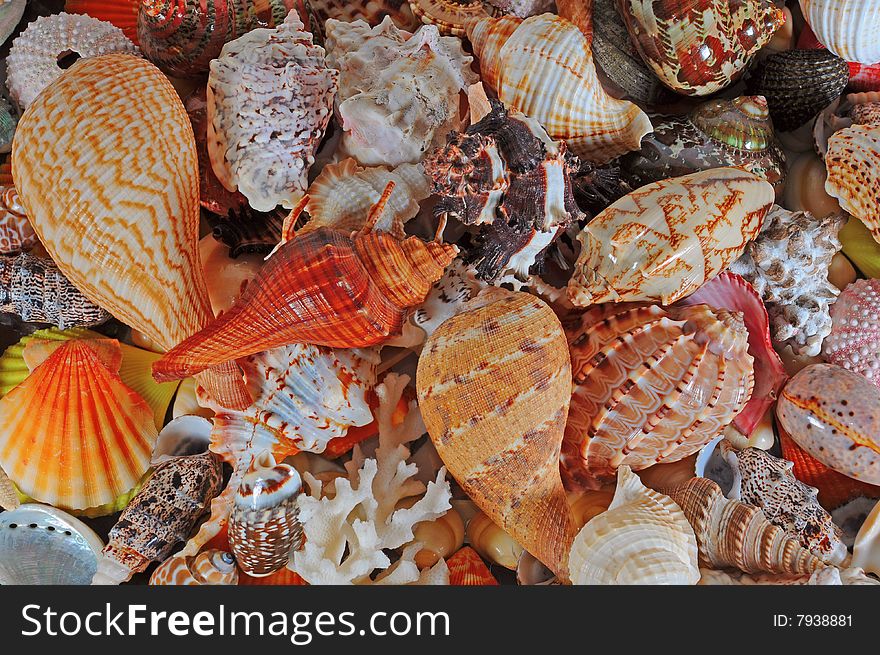 A beautiful alluvial of different seashells. A beautiful alluvial of different seashells