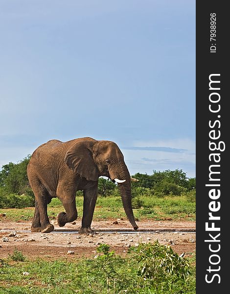 African elephant at waterhole; Loxodonta Africana; South Africa