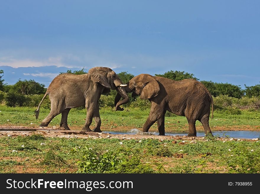 Two African elephants fighting at waterhole; Loxodonta Africana; South Africa