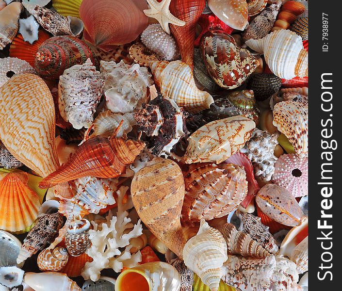 A beautiful alluvial of different seashells. A beautiful alluvial of different seashells