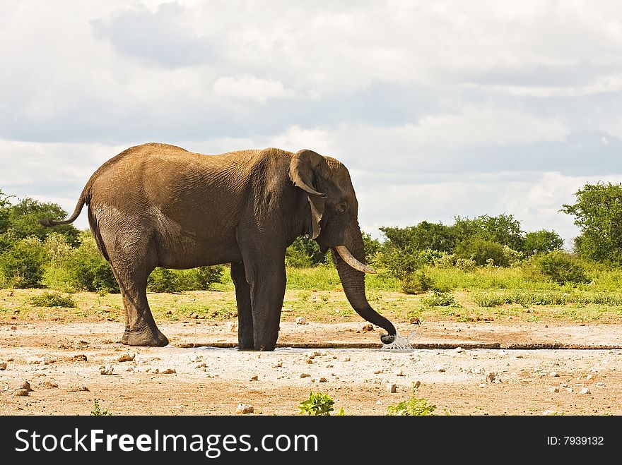 African elephant with trunk in water; Loxodonta Africana; South Africa