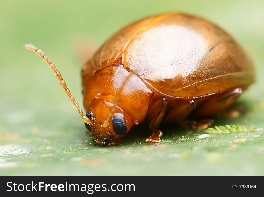 Orange beetle macro on green leaf