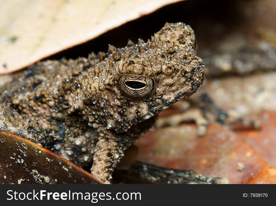 Frog macro on dry leaf. Frog macro on dry leaf