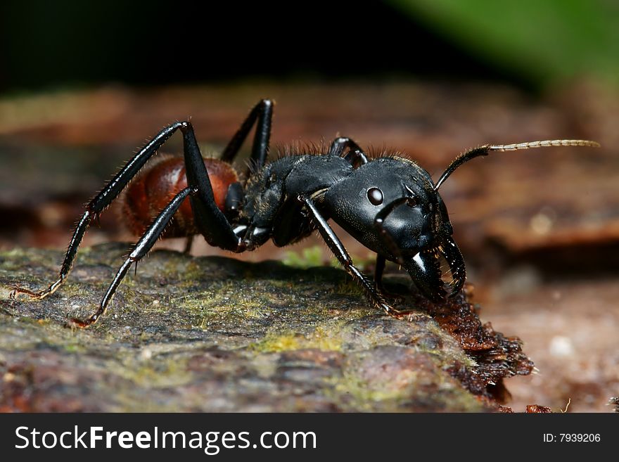 Black big head ant macro