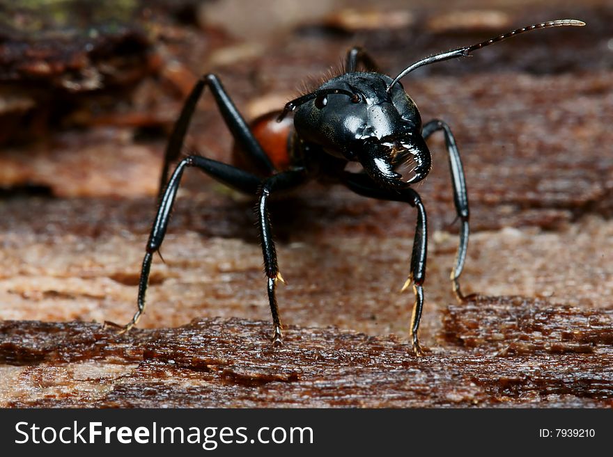 Black big head ant macro