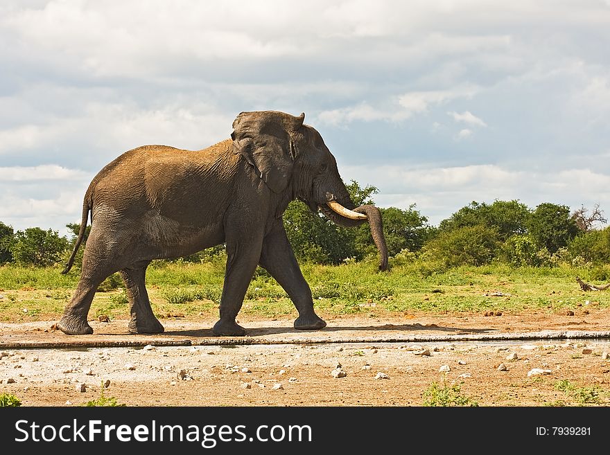 African elephant at waterhole with trunk hanging over tusk; Loxodonta Africana; South Africa