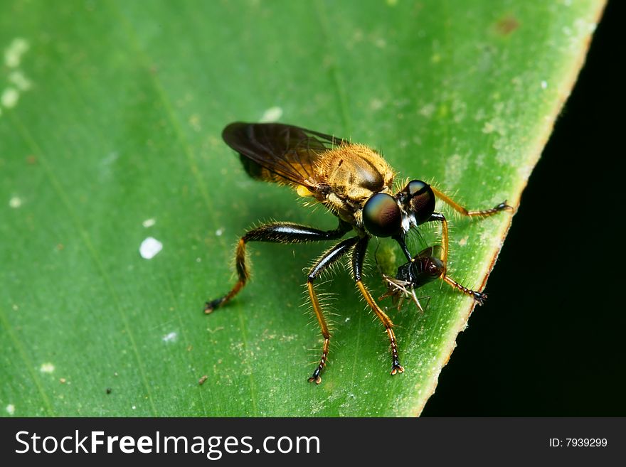 Robberfly eating macro