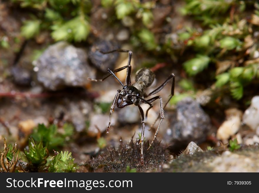 Black ant face portrait macro. Black ant face portrait macro