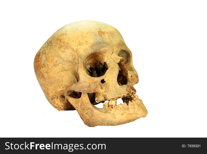 A human skull of an female person
