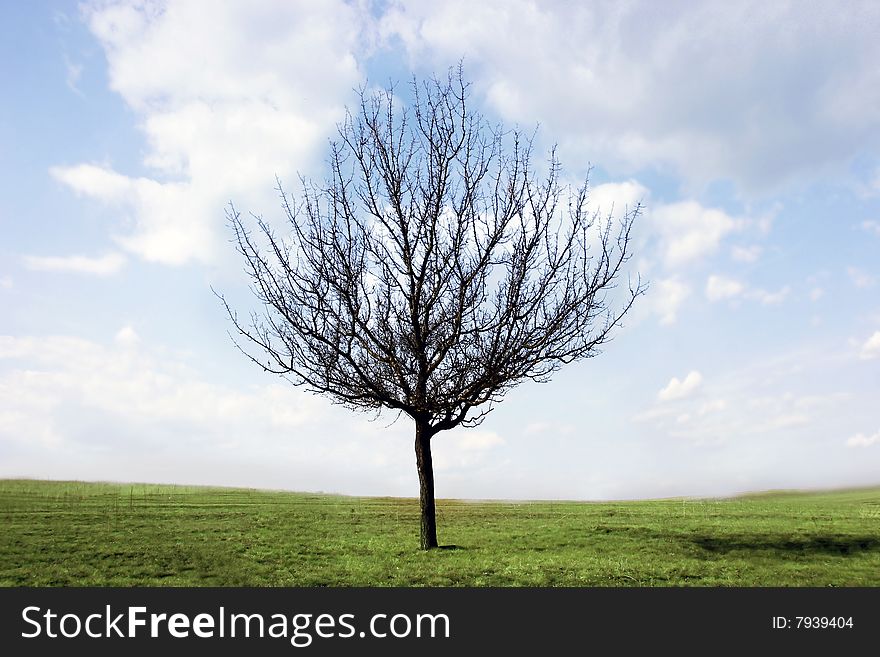 Alone tree on green grass