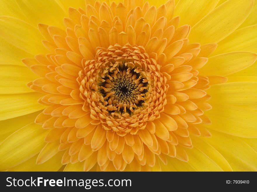 Bouquet Gerbera