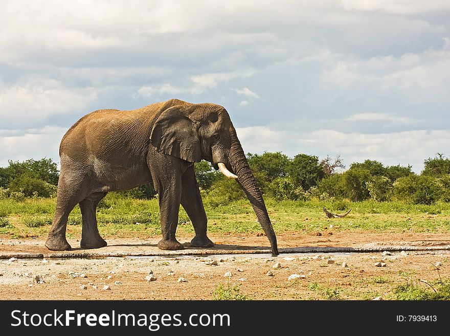 African elephant with trunk in water; Loxodonta Africana; South Africa