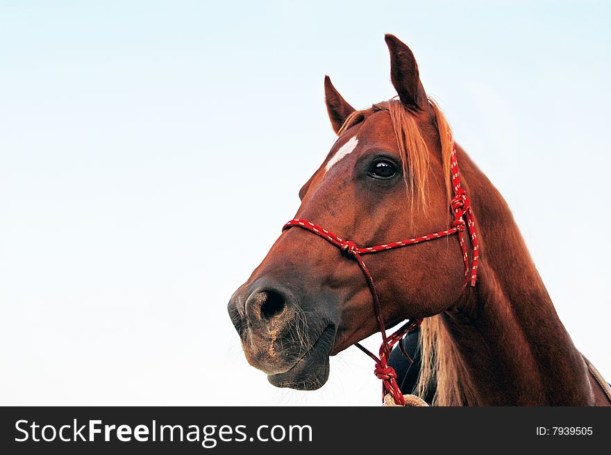 A close up face of horse. A close up face of horse.