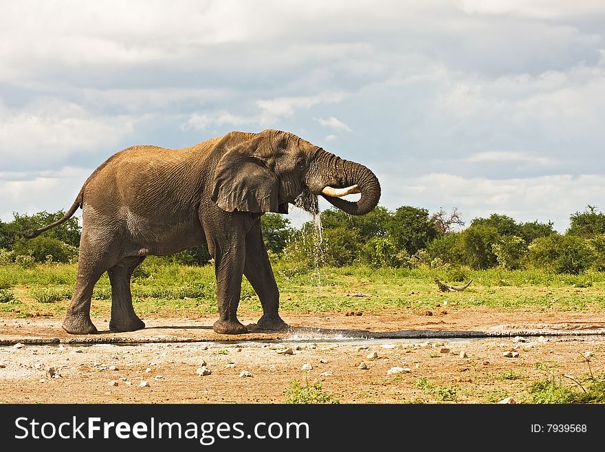 African elephant with trunk in mouth; Loxodonta Africana; South Africa