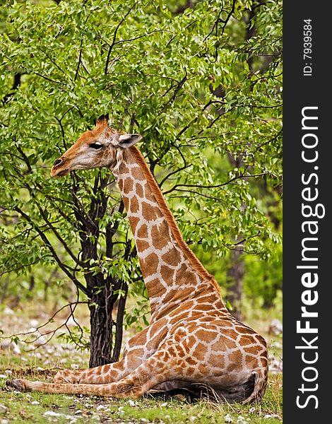 Giraffe; Giraffa Camelopardis; South Africa