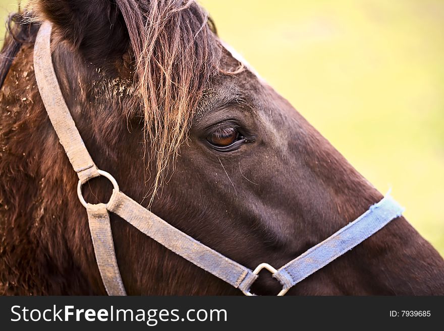 Close up of the head of a work horse.  He is wearing a bridal and looking off in the distance. Close up of the head of a work horse.  He is wearing a bridal and looking off in the distance.