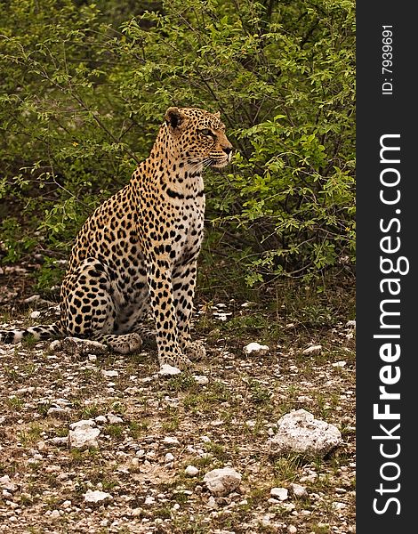 Close-up of Leopard; Panthera pardus; South Africa