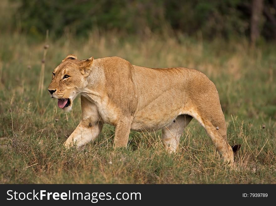 Female lion walking in field; Panthera leo; South Africa. Female lion walking in field; Panthera leo; South Africa