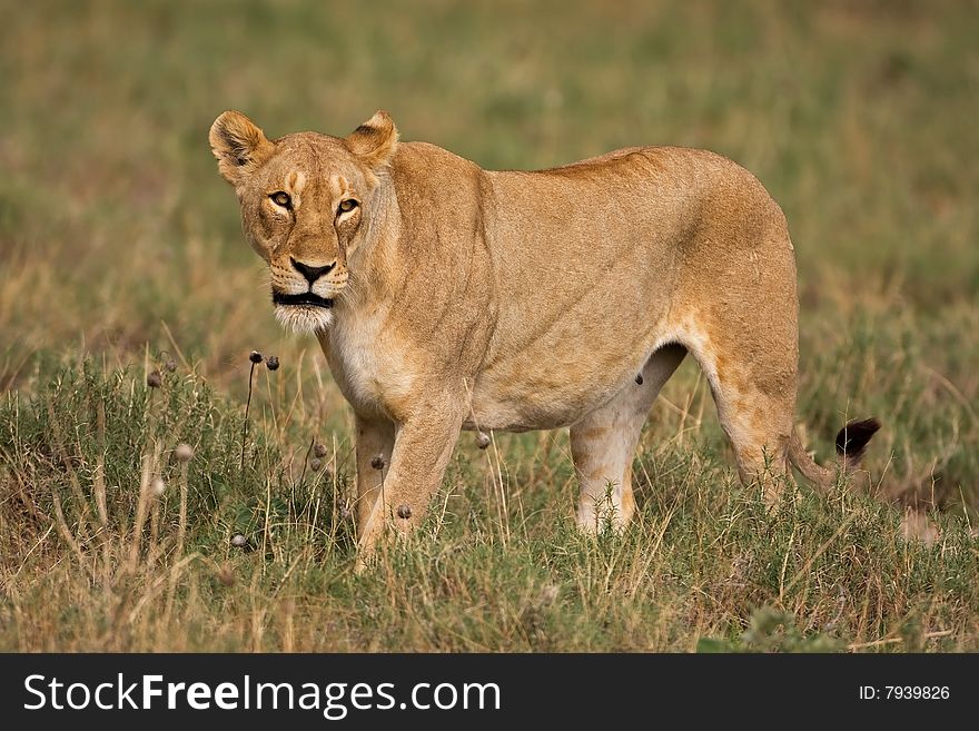 Female lion walking in field; Panthera leo; South Africa. Female lion walking in field; Panthera leo; South Africa