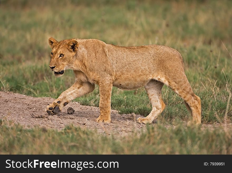 Young lion walking in field; Panthera leo; South Africa. Young lion walking in field; Panthera leo; South Africa