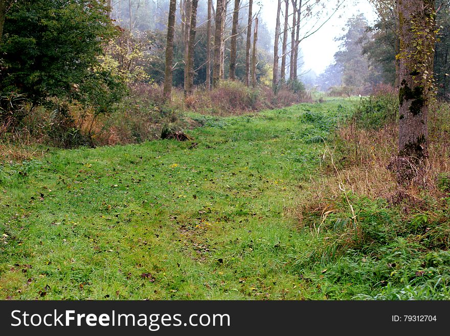 Landscape overview in Leeuwarden forest in autumn. Landscape overview in Leeuwarden forest in autumn