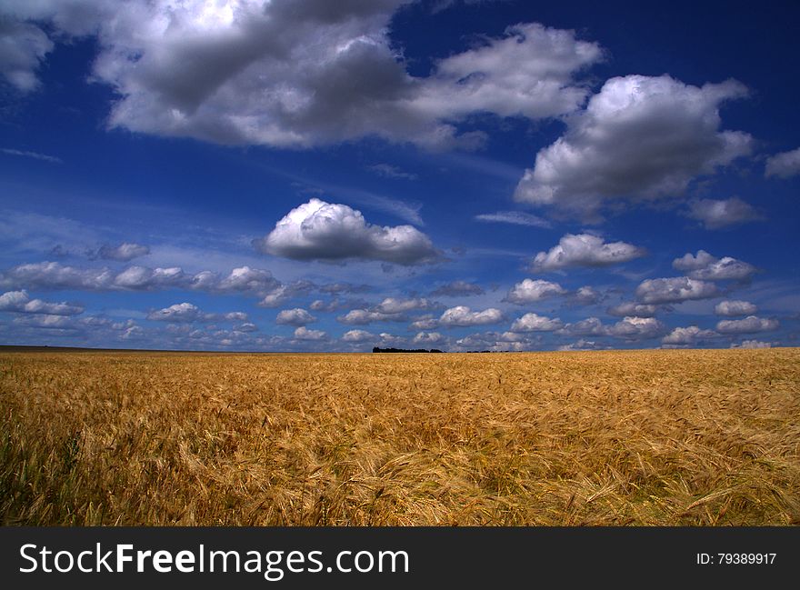 Blue sky with white clouds over wheat field