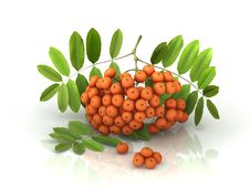 3D Rowan Berries Bunch Royalty Free Stock Image 3D Rowan Berries Bunch Royalty Free Stock Image