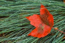 Red Maple Leaf Laying On Wet Grass Stock Images Red Maple Leaf Laying On Wet Grass Stock Images