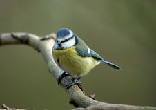 Blue Tit Stock Images