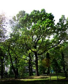 Tree Oak Royalty Free Stock Photos Tree Oak Royalty Free Stock Photos