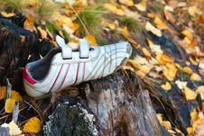 Shoe Forgotten In The Woods Stock Images Shoe Forgotten In The Woods Stock Images