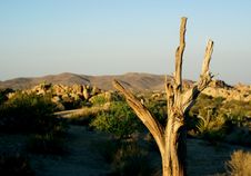 Dead Tree In The California Desert Royalty Free Stock Photo
