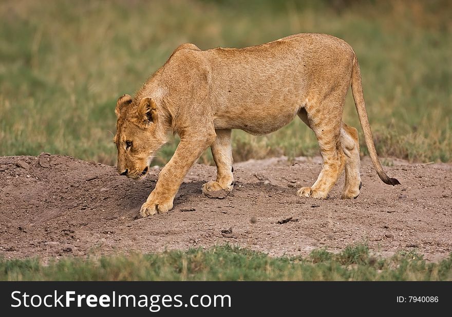 Young lion walking in field; Panthera leo; South Africa