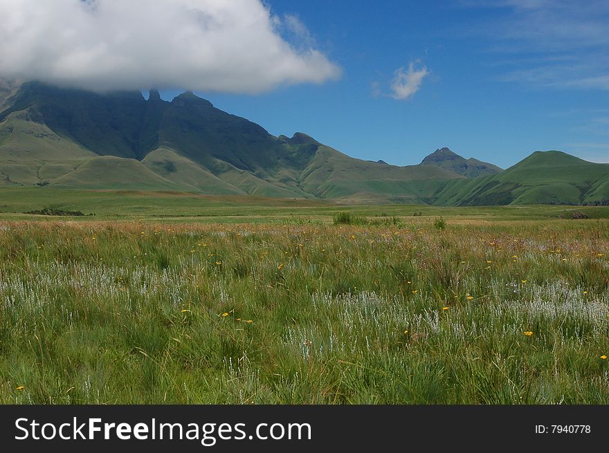 A scene from the Drakensberg mountains, South Africa, when the wild flowers are blooming. A scene from the Drakensberg mountains, South Africa, when the wild flowers are blooming