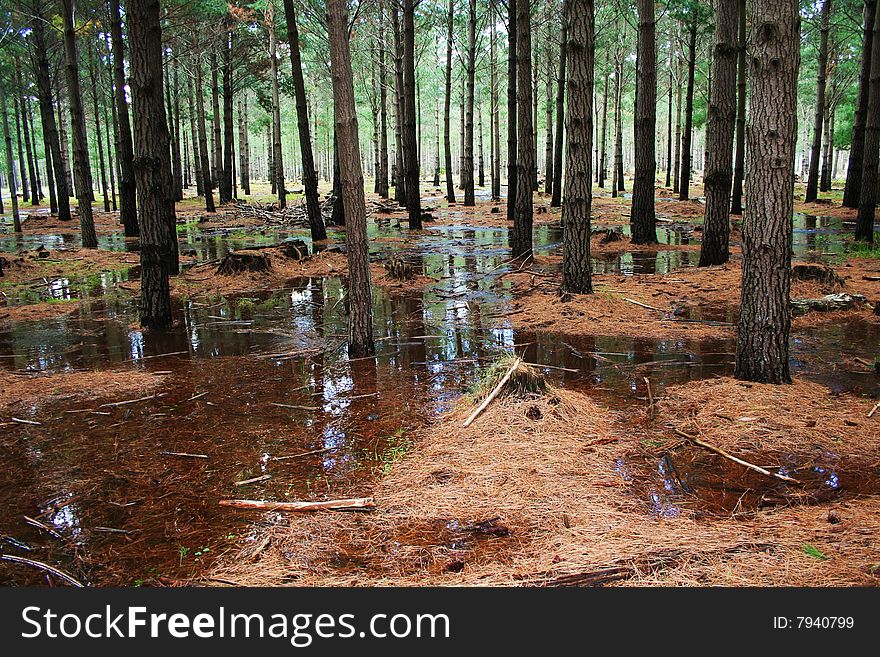 Pine forest flooded during heavy rains. Pine forest flooded during heavy rains