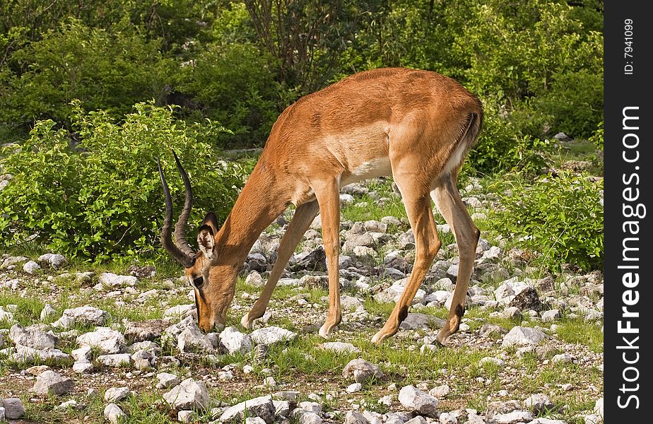 Black-faced Impala