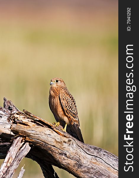 Greater Kestrel; Falco rupicoloides; South Africa