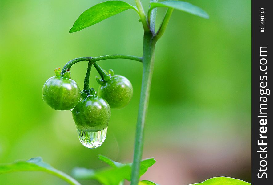 The green wild Tomatoes hanging on the water