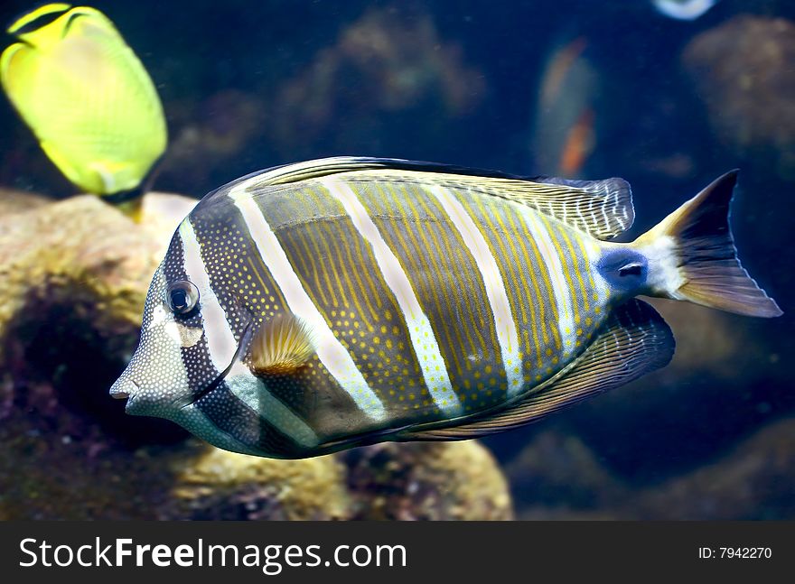 Portrait of nice tropical fish. Portrait of nice tropical fish