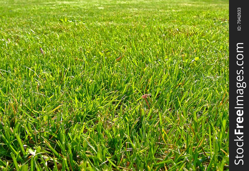 Green grass background like texture