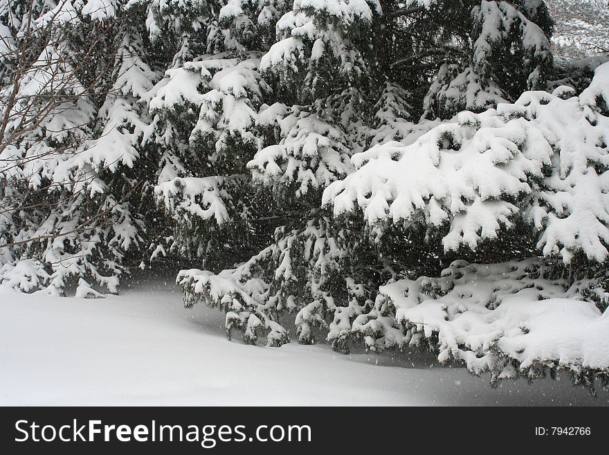Image of snow covered trees. Image of snow covered trees