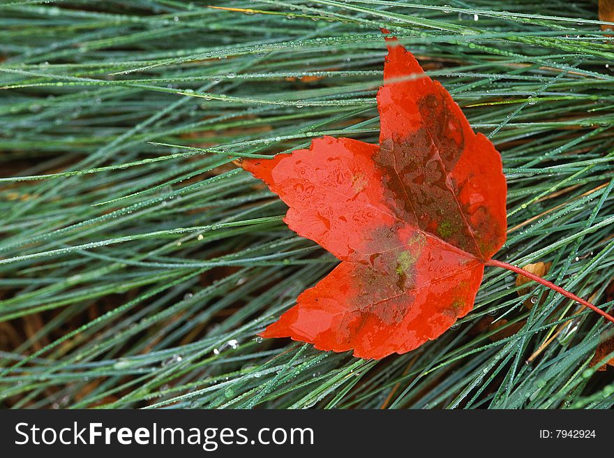 Single red maple leaf laying on wet grass
