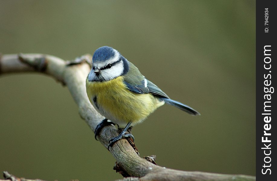 Blue tit on branch - blue and yellow bird