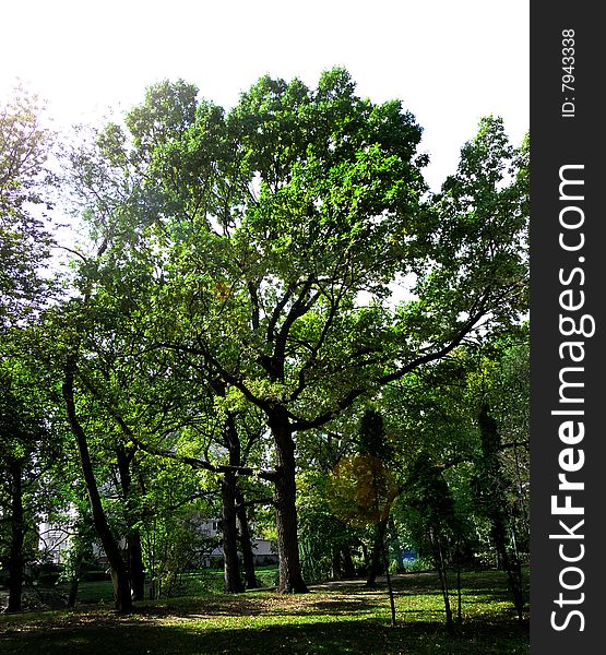 Tree oak taken in Saratov town park august 20 2008